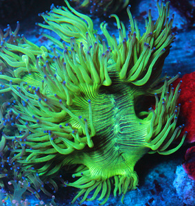 Catalaphyllia jardinei