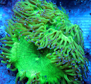 Catalaphyllia jardinei CAT9