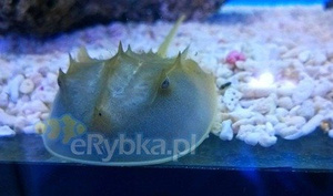 Skrzypłocz Limulus polyphemus M