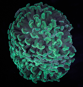 Euphyllia paraancora