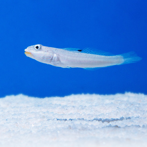 Valenciennea muralis M