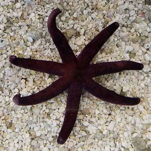 Echinaster luzonicus