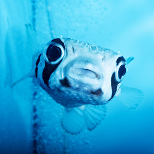 Diodon holocanthus M Najeżka