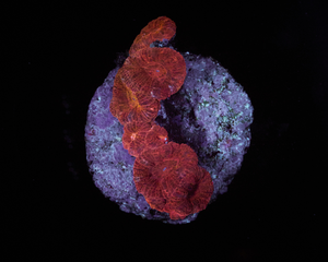 Acanthastrea Lordhowensis