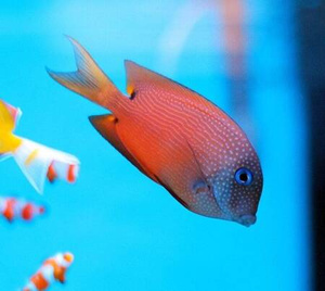 Ctenochaetus binotatus S