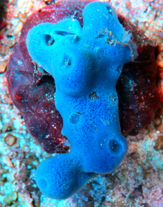 Gąbka Haliclona spp.