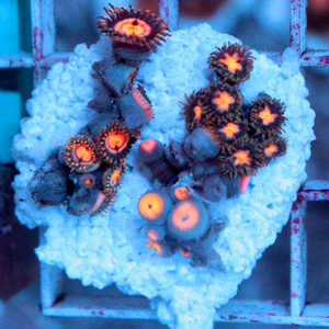 Zoanthus spp. ZOA62