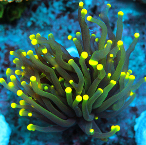Euphyllia spp.