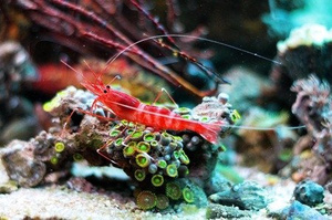 Parhippolyte uveae M