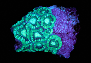Acanthastrea Lordhowensis