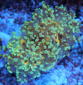 Euphyllia spp.