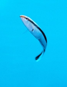 Labroides dimidiatus