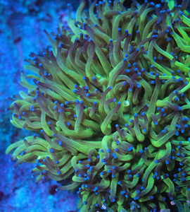 Catalaphyllia jardinei