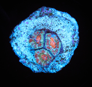 Acanthastrea Lordhowensis