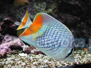 Chaetodon xanthurus XS