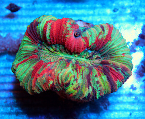 Trachyphyllia geoffroyi LPS37