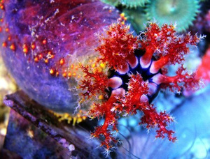 Strzykwa Pseudocolochirus violaceus L