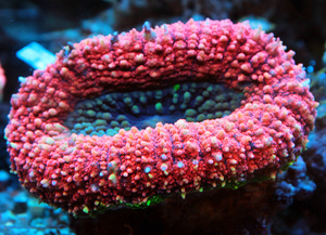 Lobophyllia spp. LPS64