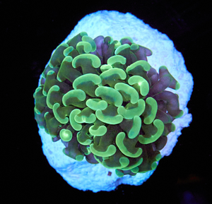 Euphyllia paraancora