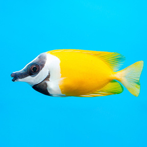 Siganus vulpinus (Lo vulpnius) S