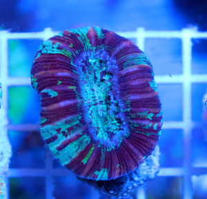 Trachyphyllia geoffroyi LPS29