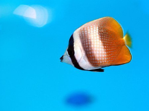 Chaetodon kleini S/M