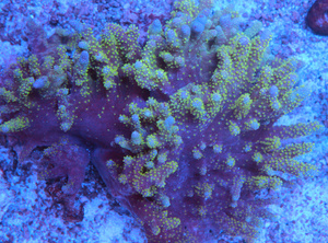 Sinularia sp. SIN5