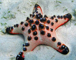 Rozgwiazda Protoreaster Nodosus