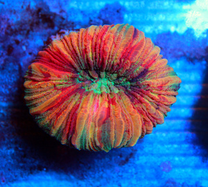 Trachyphyllia geoffroyi LPS35