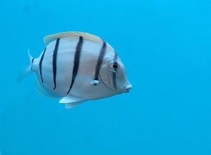 Acanthurus triostegus Pokolec pasiasty S