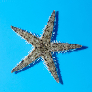 Rozgwiazda piaskowa Archaster angulatus