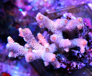 Acropora spp. SPS23