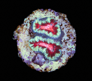 Acanthastrea Lordhowensis