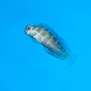 Salarias fasciatus M