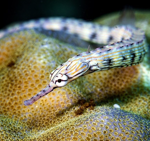 Corythoichthys haematopterus M