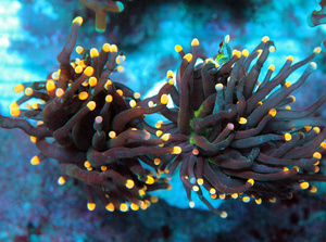 Euphyllia spp. 