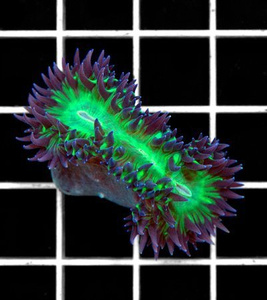 Heteropsammia cochlea