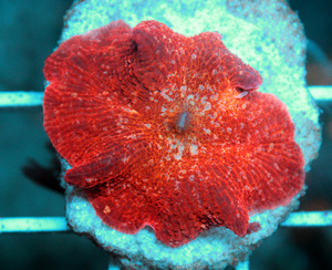 Discosoma spp. D10