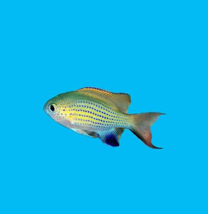 Chromis Vanderbilti