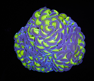 Euphyllia paraancora