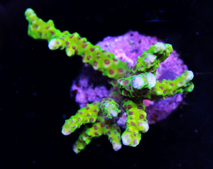 Acropora spp. SPS27