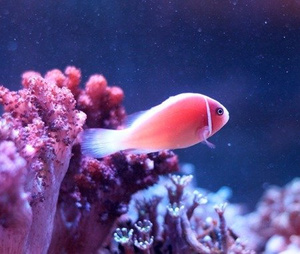 Amphiprion perideraion