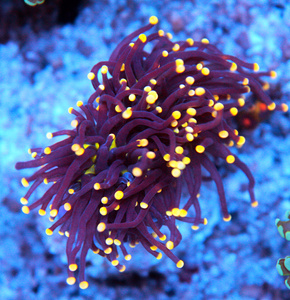 Euphyllia spp.
