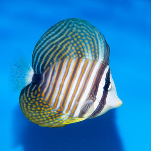 Zebrasoma desjardinii S/M