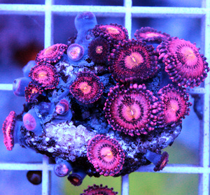 Zoanthus spp. ZOA21