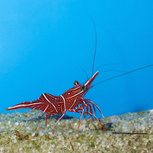 Rhynchocinetes durbanensis Krewetka tańcząca