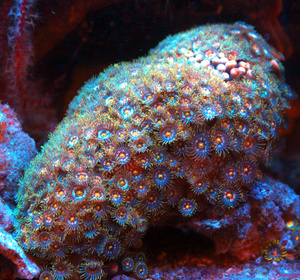 Zoanthus spp. ZOA38