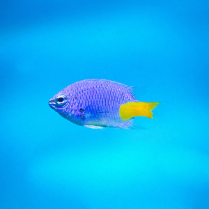 Chrysiptera parasema M