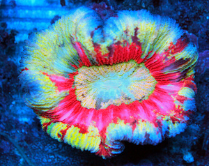 Trachyphyllia geoffroyi LPS61