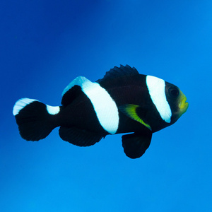 Amphiprion polymnus M